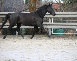 dressage horse Stella 639 (Trakehner, 2000, from Tuareg)