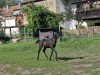 foal by Mary (Oldenburg, 2024, from Maracana)