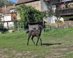 foal by Mary (Oldenburg, 2024, from Maracana)