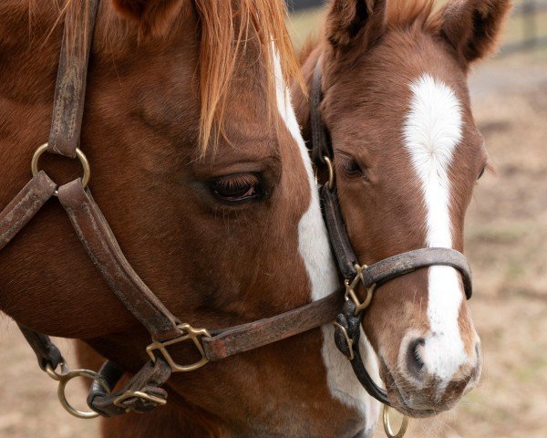 foal by Hengst von Curlin xx (Thoroughbred, 2025, from Curlin xx)