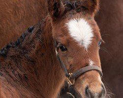 foal by Stute von Into Mischief xx (Thoroughbred, 2025, from Into Mischief xx)