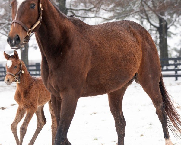 broodmare Fairchild xx (Thoroughbred, 2018, from Speightstown xx)