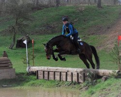 Springpferd Ready to go W (Westfale, 2012, von Rock Forever NRW)