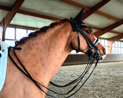 dressage horse Captain Connor 3 (German Riding Pony, 2016, from Ceylon E)