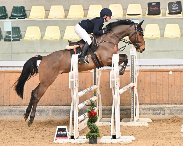 jumper Pari Jr. (Oldenburg show jumper, 2020, from Casiro I)