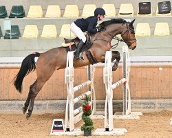 jumper Pari Jr. (Oldenburg show jumper, 2020, from Casiro I)