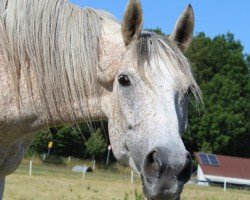 horse Fine Girl xx (Thoroughbred,  , from Santiago xx)