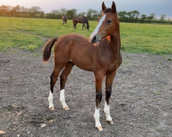 Fohlen von Kensington ASP (Holsteiner, 2024, von Keaton HV)