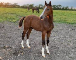 foal by Kensington ASP (Holsteiner, 2024, from Keaton HV)