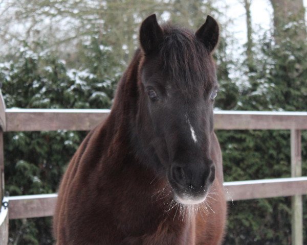 Springpferd Lupin (unbekannt, 2005)