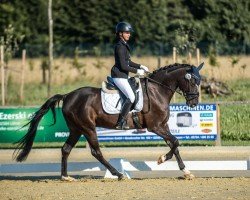 dressage horse Silbermond 51 (German Riding Pony, 2012, from Strahlemann)