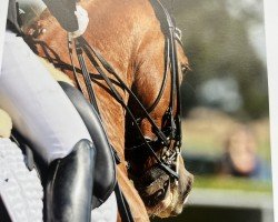 dressage horse Quiete Imperial (Oldenburg, 2017, from Quotenkönig 2)