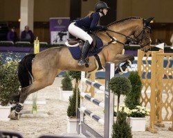 jumper Champ 225 (Oldenburg show jumper, 2009, from Christ)