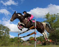 jumper Mark 57 (KWPN (Royal Dutch Sporthorse), 2009)