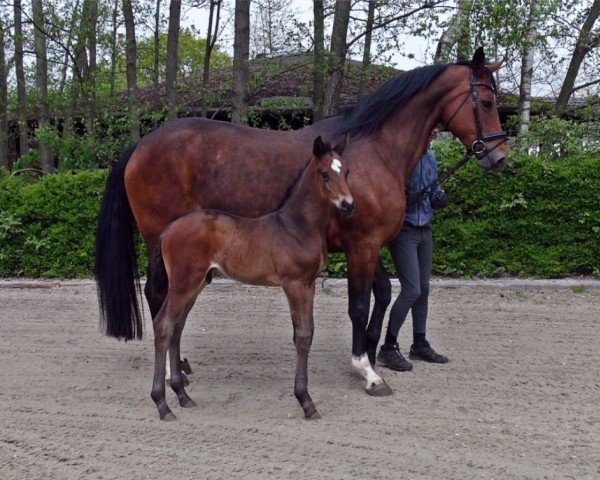 dressage horse Hengst von So Perfect / Fidertanz (Hanoverian, 2021, from So Perfect)