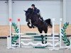 jumper Amarook (Oldenburg show jumper, 2018, from Armitage)