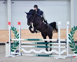 jumper Amarook (Oldenburg show jumper, 2018, from Armitage)