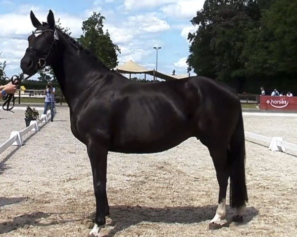 broodmare Coco Chanel 297 (Oldenburg, 2015, from De Niro)