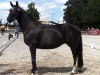 broodmare Coco Chanel 297 (Oldenburg, 2015, from De Niro)