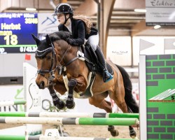 jumper Collins Werlemann (German Riding Pony, 2012, from Chantre B)