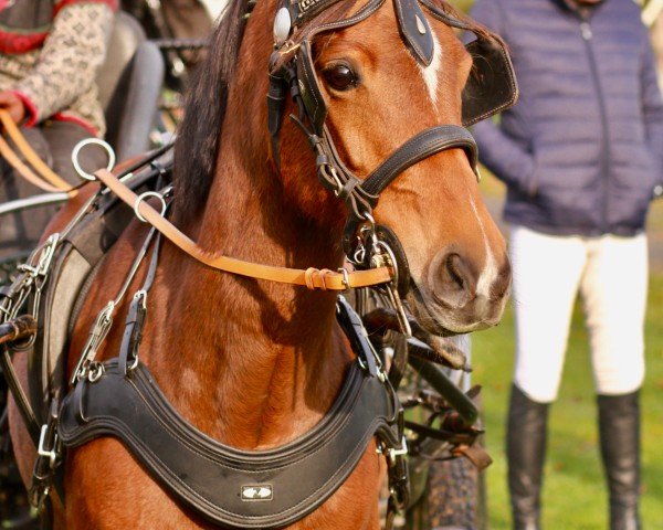 Dressurpferd Stute von Nobel Nagano / Chantre B (Deutsches Reitpony, 2015, von Nobel Nagano NRW)