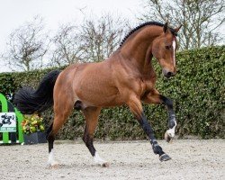 stallion Jenssen VDL (KWPN (Royal Dutch Sporthorse), 2014, from VDL Harley)