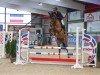 jumper Notaire de Piraumont (Belgian Warmblood, 2019, from Understone van de Kapel)