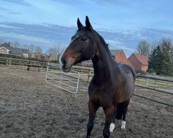 dressage horse Rascalina hit (Hanoverian, 2011, from Rascalino)