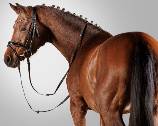dressage horse Dance my dream C (German Riding Pony, 2021, from Dance For Me)