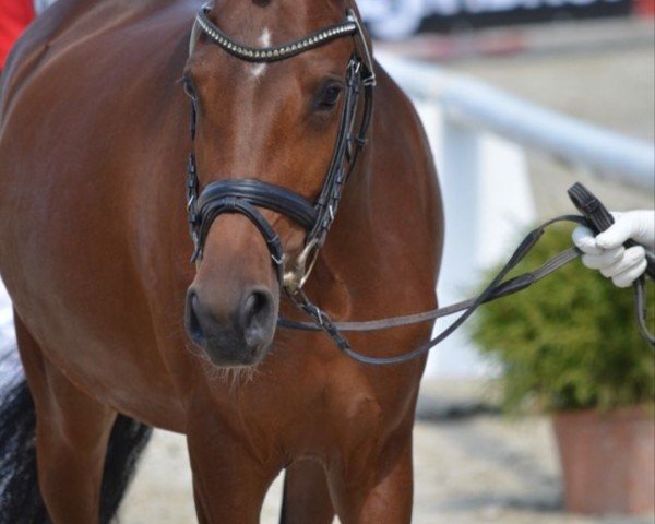 broodmare Kendra (German Riding Pony, 2016, from Kachunga)