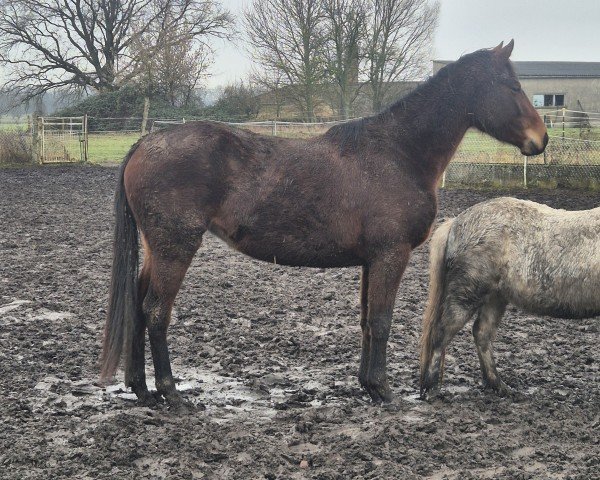 jumper Stute von C-Khatou-S / Sandro Khan (Holsteiner, 2022, from Khatou-S 207 FIN)