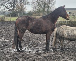 Springpferd Stute von C-Khatou-S / Sandro Khan (Holsteiner, 2022, von Khatou-S 207 FIN)