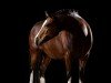 dressage horse Threestars Clare (Welsh-Cob (Sek. C), 2019, from Glebedale Chit-Chat)