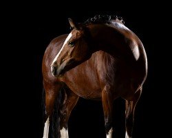 dressage horse Threestars Clare (Welsh-Cob (Sek. C), 2019, from Glebedale Chit-Chat)