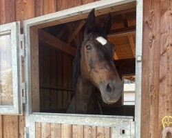 horse Revans (Hungarian Warmblood, 2001, from Rezgö)