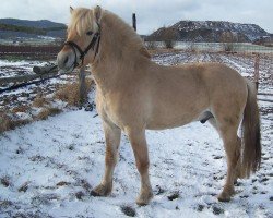 horse Havi (Fjord Horse, 2022, from Immortel d'Ober)