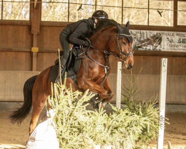 dressage horse Luzifee (German Riding Pony, 2020, from Cosmo Callidus NRW)