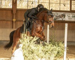 dressage horse Luzifee (German Riding Pony, 2020, from Cosmo Callidus NRW)