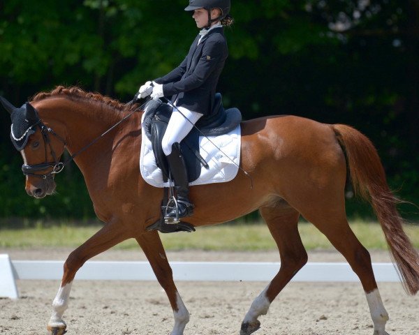 dressage horse Leonardo K 4 (German Riding Pony, 2012, from Orchard Liberté)