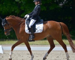 Dressurpferd Leonardo K 4 (Deutsches Reitpony, 2012, von Orchard Liberté)