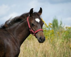 Pferd Top Budjonny SO (Deutsches Reitpony, 2021, von Top Boy of Love)