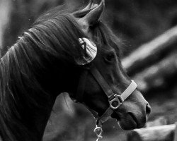 broodmare Roseberry Cast A Spell (Welsh-Pony (Section B), 2012, from Roseberry Model Man)