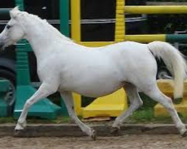 broodmare Lintelo Clair (unknown,  , from Coed Coch Adrian)