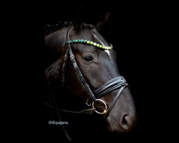 dressage horse Benitano AB (Westphalian, 2019, from Blue Hors Baron)
