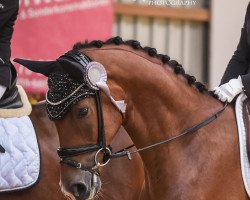 dressage horse Sol de Mar 3 (Westphalian, 2017, from Sir Heinrich OLD)