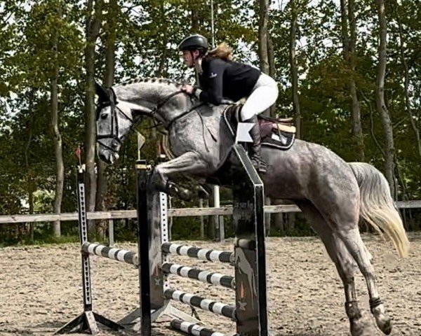 jumper Larissa 865 (Holsteiner, 2018, from Unlimited)