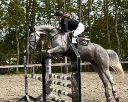 jumper Larissa 865 (Holsteiner, 2018, from Unlimited)