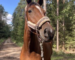 dressage horse Adelheid Tedesca Motion (Trakehner, 2019, from High Motion 2)