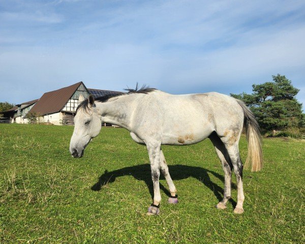 horse Soho xx (Thoroughbred, 2016, from Mastercraftsman xx)