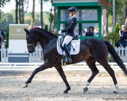 dressage horse Thomson Redford (Oldenburg, 2015, from Radisson)